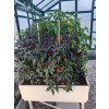 Tischbeet L, 118 x 82 x 81 cm (B x L x H)