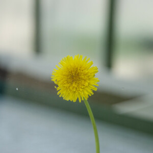 Klarglas Kärnten, Typ 6